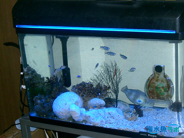 海水魚用水槽の選び方と種類 サイズ 素材 置き場所 海水魚ラボ