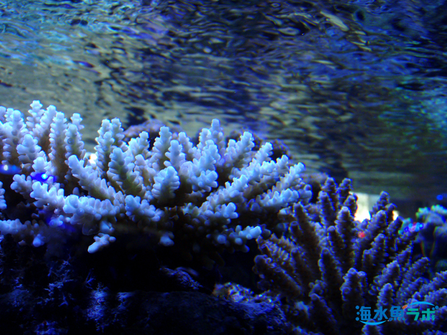 初心者におすすめの「サンゴ」一覧～長期飼育を目指すためのポイント | 海水魚ラボ