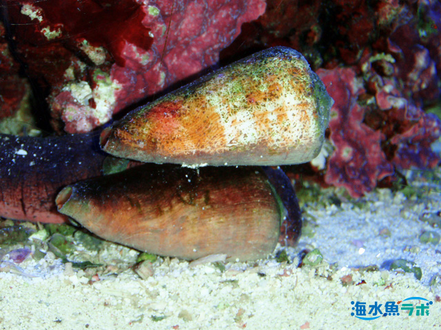 マガキガイの飼育方法～底砂の掃除・コケ対策に | 海水魚ラボ