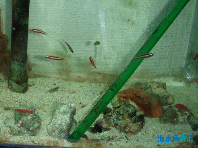 サンゴ礁の妖精 小型ハゼ の仲間 飼育方法と注意点 海水魚ラボ