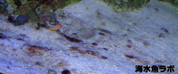 海水魚・サンゴ飼育に重要な「砂」の種類と役割 | 海水魚ラボ