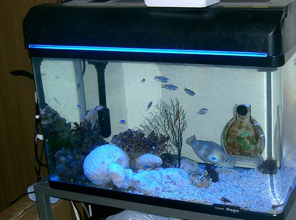 海水魚 サンゴの照明 Led 蛍光灯 メタハラ それぞれの役割 海水魚ラボ