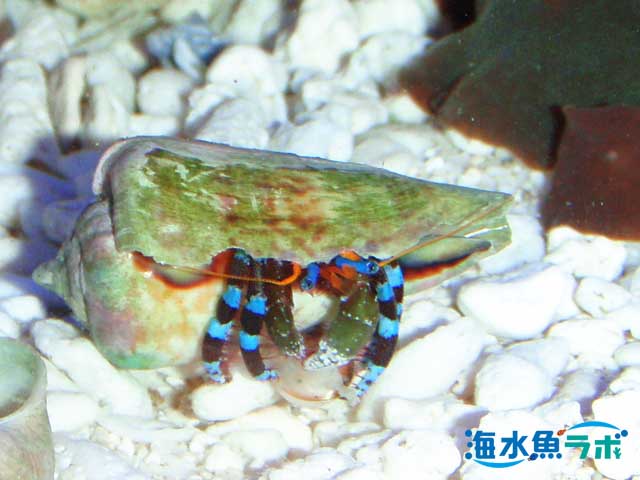 ユビワサンゴヤドカリの飼育方法 餌や混泳のポイント 海水魚ラボ