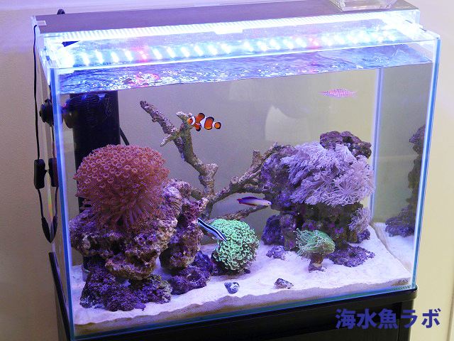 海水魚・サンゴの照明【LED・蛍光灯・メタハラ】それぞれの役割 - 海水 