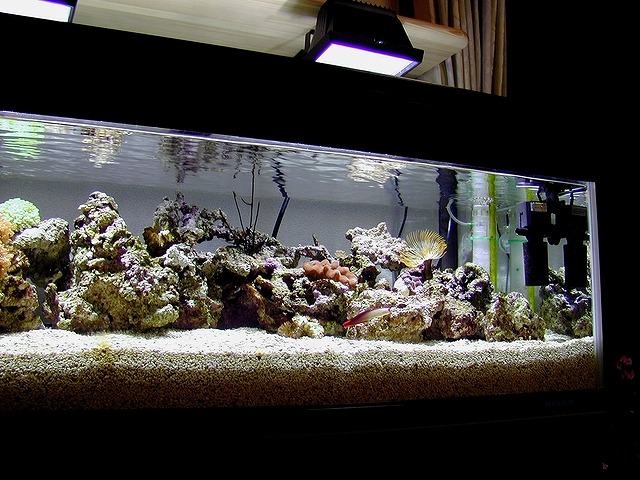海水魚 サンゴの照明 Led 蛍光灯 メタハラ それぞれの役割 海水魚ラボ