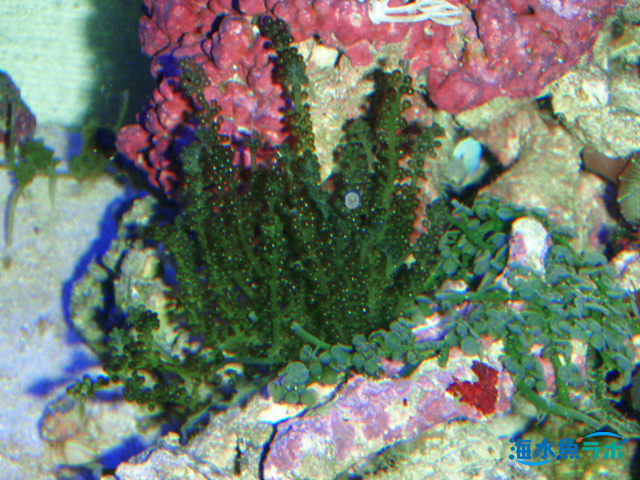 海藻の飼育方法～照明や水質環境のまとめ | 海水魚ラボ