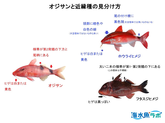 オジサンの飼育方法 ユニークな名前の海水魚を飼う 海水魚ラボ