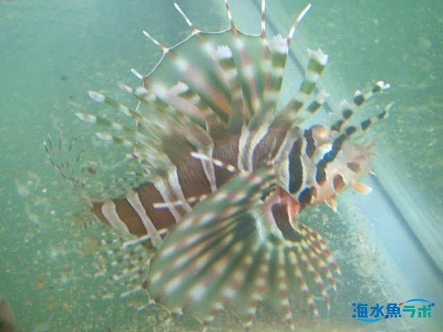 カサゴの仲間の基本的な飼育方法 混泳 毒に注意 海水魚ラボ