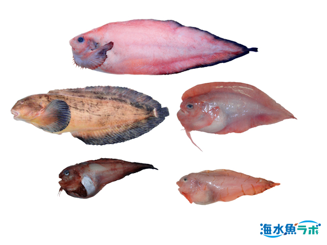 スナビクニンの飼育方法 水温注意 熱帯性海水魚との飼育は厳禁 海水魚ラボ