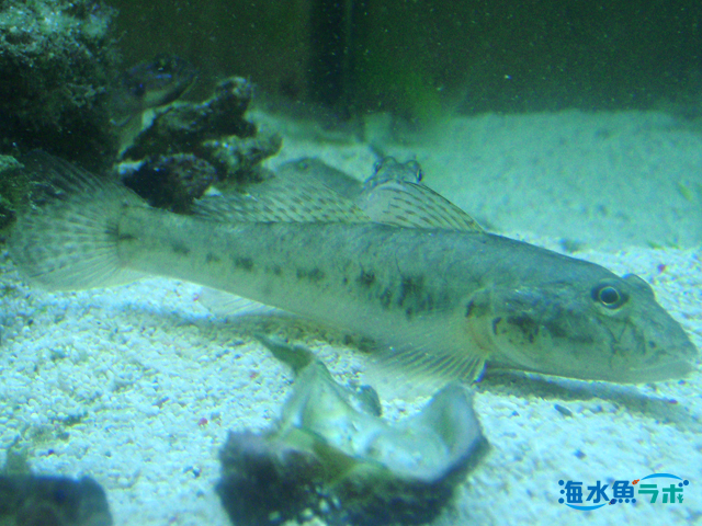 マハゼの飼育方法 海水 汽水 淡水飼育は難易度が高い 海水魚ラボ