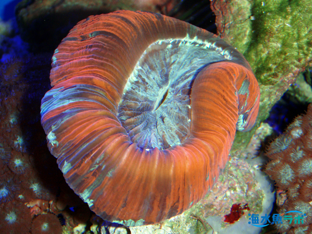 カニ 海水 の飼育方法と種類 サンゴへの影響や注意点は 海水魚ラボ
