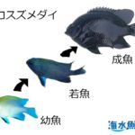 ソラスズメダイの飼育方法 色の変化 混泳 餌まとめ 海水魚ラボ