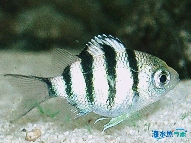 オヤビッチャと似ている魚 オヤビッチャ属 の見分け方 違い 海水魚ラボ