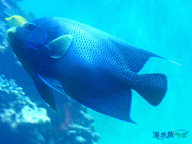 大型ヤッコの飼育方法 混泳 水槽サイズ サンゴの相性などまとめ 海水魚ラボ