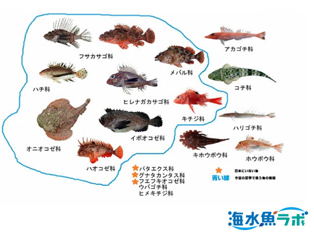 カサゴの仲間の基本的な飼育方法 混泳 毒に注意 海水魚ラボ