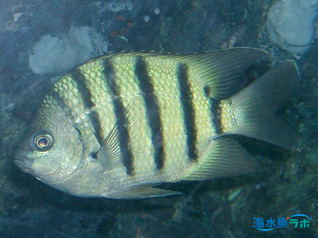 オヤビッチャと似ている魚 オヤビッチャ属 の見分け方 違い 海水魚ラボ