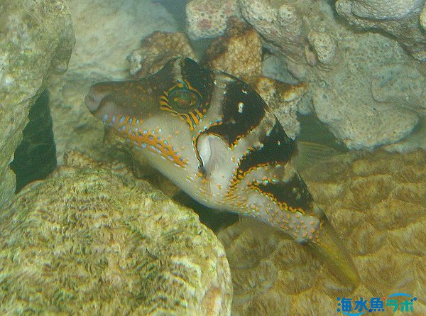 シマキンチャクフグの飼育方法 サンゴとの飼育は難しい 海水魚ラボ