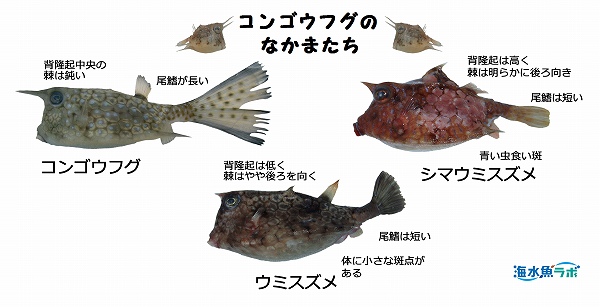 コンゴウフグの飼育方法 混泳 餌 毒の注意点 海水魚ラボ