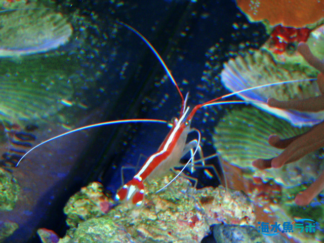 アカシマシラヒゲエビ スカンクシュリンプ の飼育方法 魚 サンゴとの相性や脱皮時の注意など 海水魚ラボ
