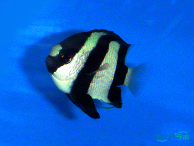ミスジリュウキュウスズメダイの飼育方法 混泳の注意 サンゴとの関係など 海水魚ラボ