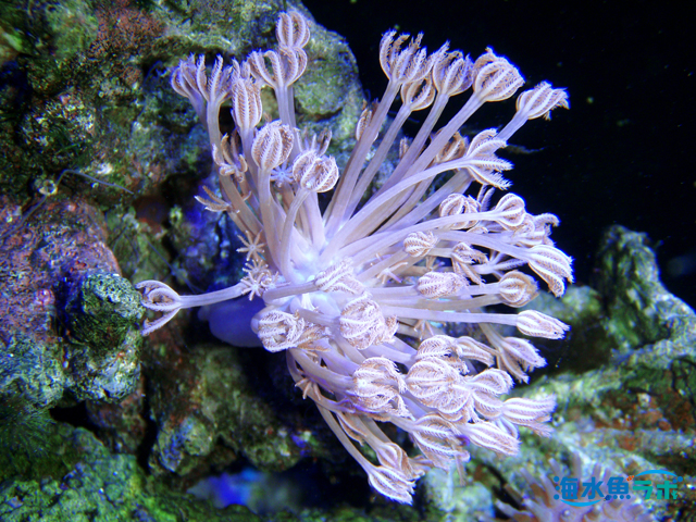 初心者に難しい好日性サンゴ５種とその理由 海水魚ラボ