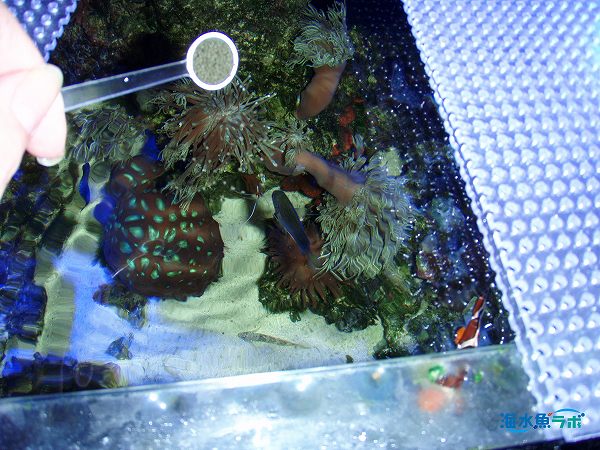 キョーリン海藻70】ハギやアイゴにおすすめの餌～食いつきや成分を検証 | 海水魚ラボ