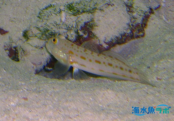 オトメハゼの飼育方法 サンゴ水槽での飼育は要注意 海水魚ラボ