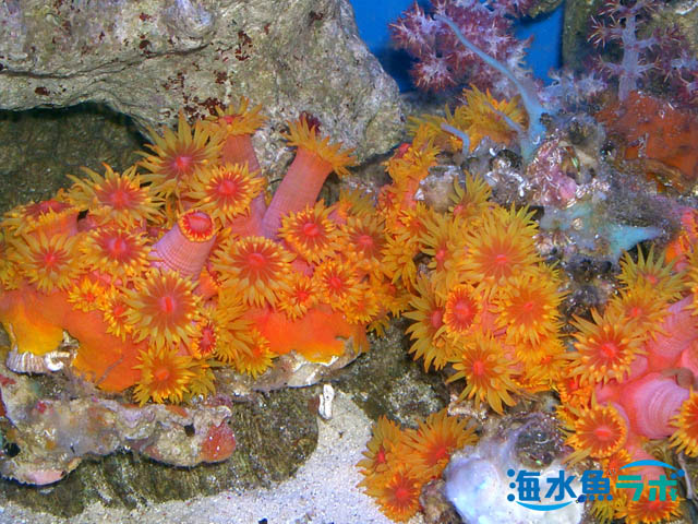 サンゴ 種類