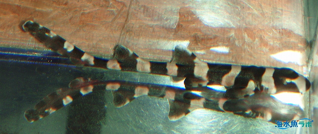卵生のサメの一種イヌザメ