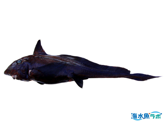 ムラサキギンザメ。ギンザメの仲間はサメの仲間とは大きく異なる分類群