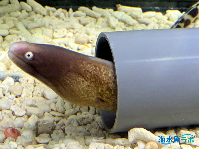 サビウツボの飼育方法 鋭い歯に注意 餌 混泳のポイント 海水魚ラボ