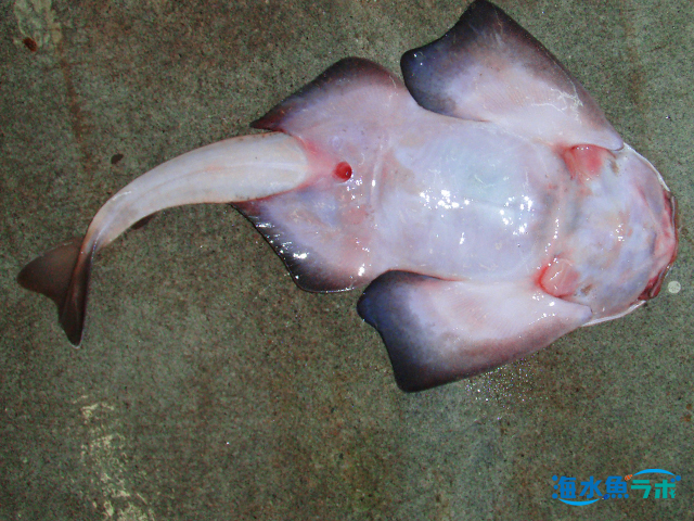 カスザメはエイに似ているが腹面に鰓孔がない