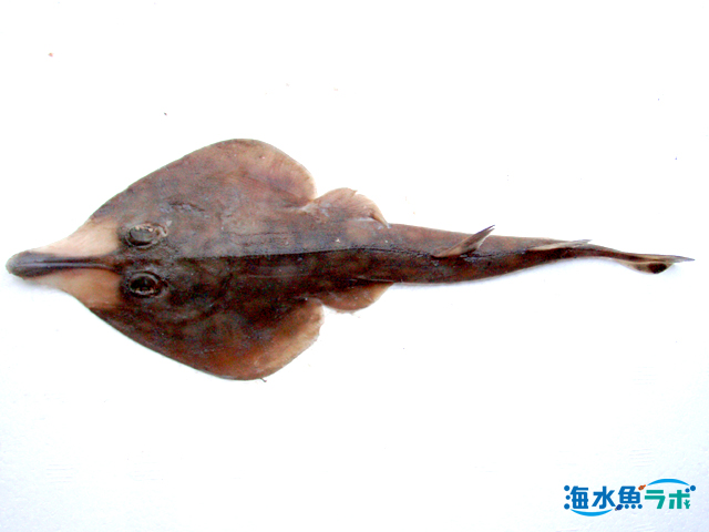サカタザメ属の一種。写真はかわいい幼魚。成魚は1mほどになる。
