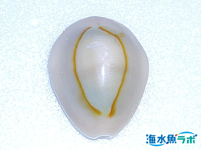 ハナビラダカラ貝殻