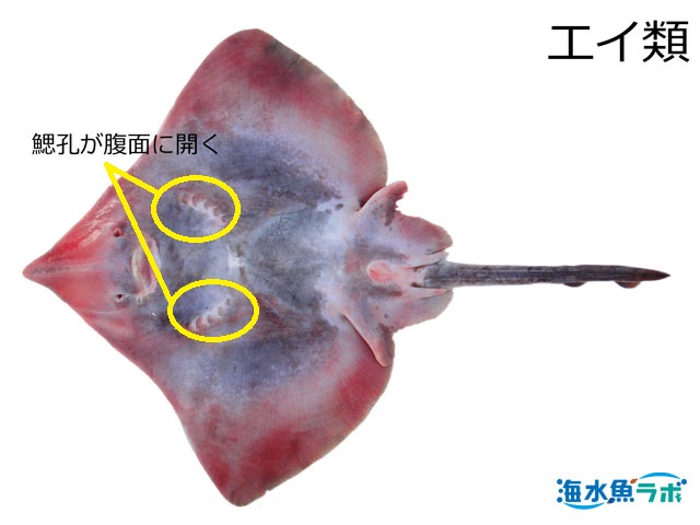 エイ(メガネカスベ)の鰓孔は体の腹面に開く