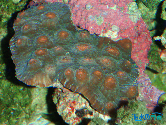 ウスカミサンゴの仲間かもしれない個体。このタイプならオレンジ色の中に餌を与える