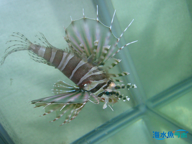 キリンミノの飼育方法 ミノカサゴとしては小型だが背鰭の棘に毒あり 海水魚ラボ