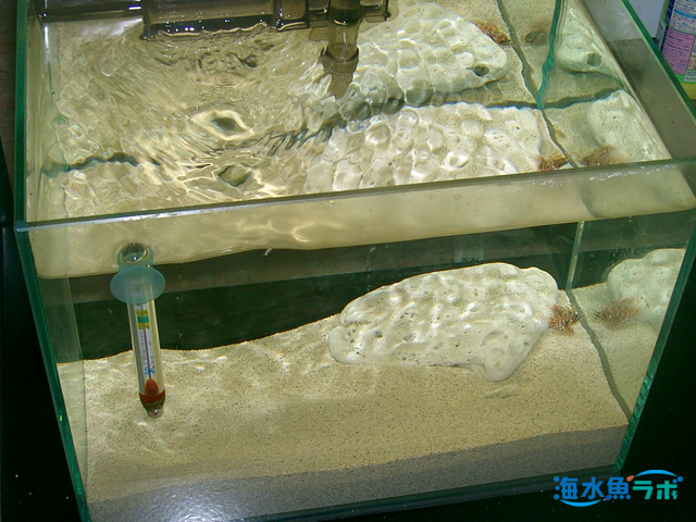 ガラス水槽で魚を飼育 アクリル水槽と比較したメリットとデメリット 海水魚ラボ