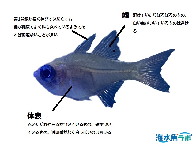 イトヒキテンジクダイの飼育方法 混泳は要注意 海水魚ラボ