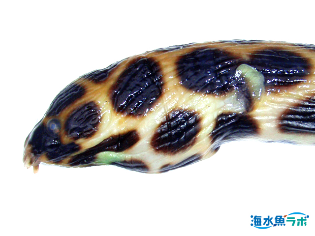 モヨウモンガラドオシの飼育方法 ウツボに似ているがウツボとの混泳は要注意 海水魚ラボ