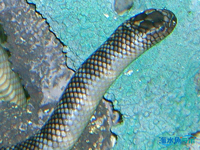 モヨウモンガラドオシの飼育方法 ウツボに似ているがウツボとの混泳は要注意 海水魚ラボ