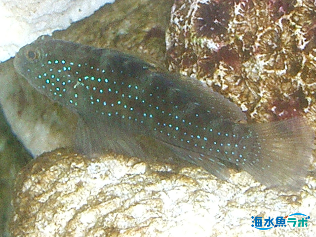 ホシハゼの飼育方法 きれいで飼いやすく混泳もさせやすい 海水魚ラボ