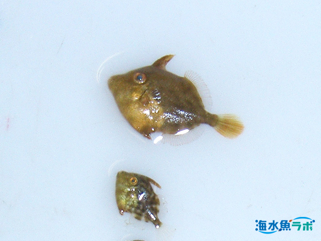 流れ藻や浮遊物につく魚を採集する 海水魚ラボ