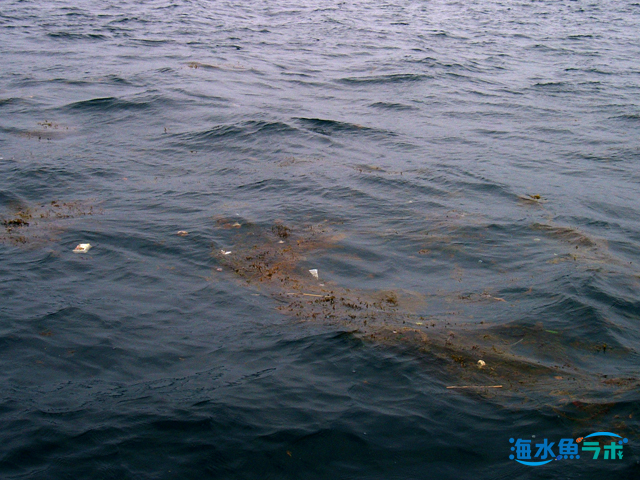 流れ藻や浮遊物につく魚を採集する 海水魚ラボ