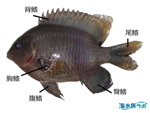 魚の鰭の名称と位置について 海水魚ラボ