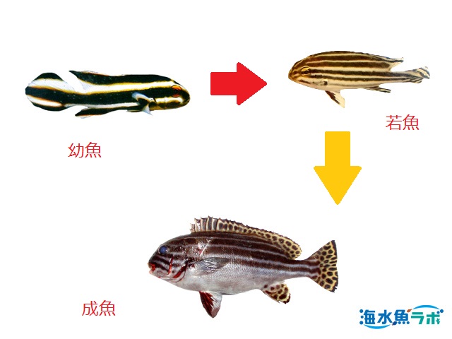ヒレグロコショウダイの飼育方法 大きくなり小魚を食べることも 海水魚ラボ