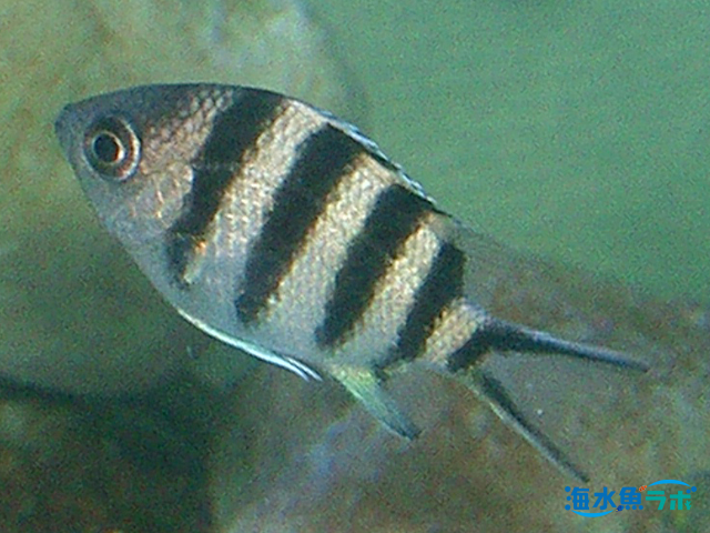 ロクセンスズメダイの飼育方法 オヤビッチャに近縁で飼育しやすい 海水魚ラボ