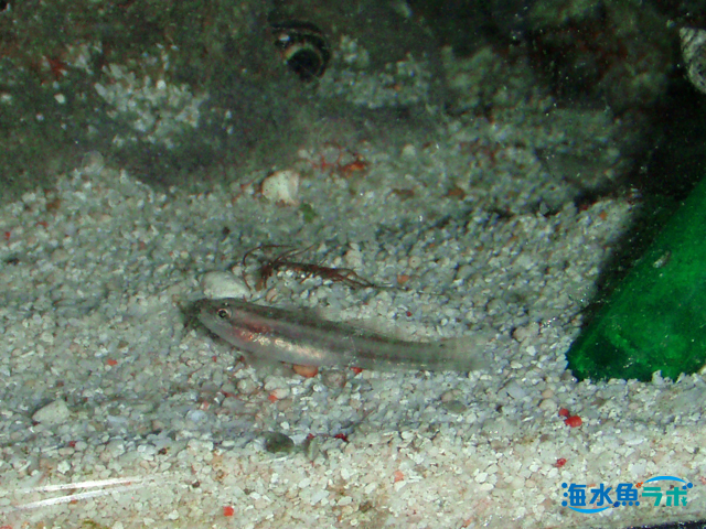 アカオビシマハゼの飼育方法 丈夫で飼いやすいが混泳は要注意 海水魚ラボ