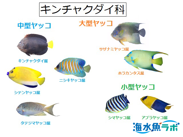 中型ヤッコ飼育の基本 種類とサンゴとの相性 餌など 海水魚ラボ