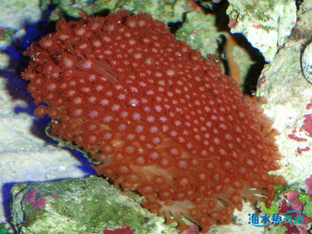 初心者に難しい好日性サンゴ５種とその理由 | 海水魚ラボ
